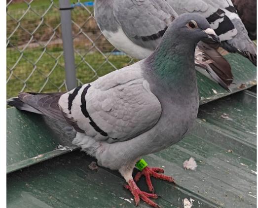 Jaguar, Adopted, Adult Female Pigeon.