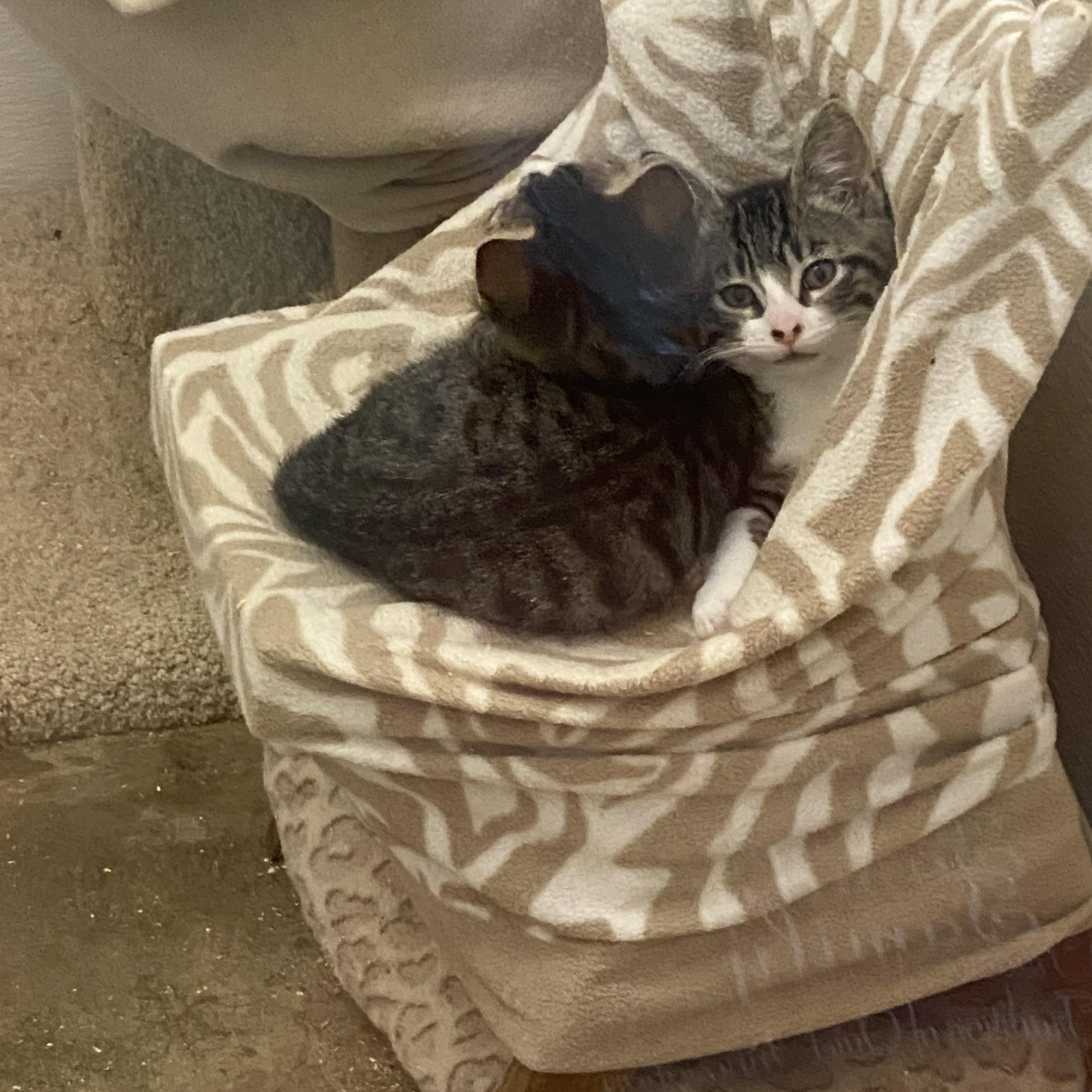 Enlarge Styx, a Adoptable mixed breed in Stanwood, WA image 2/2