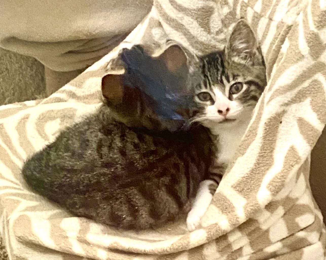 Styx, Adoptable, Kitten Male Tabby.