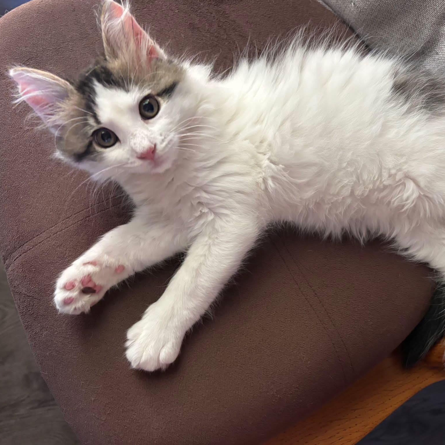 Vernon, Adopted, Kitten Male Domestic Medium Hair.