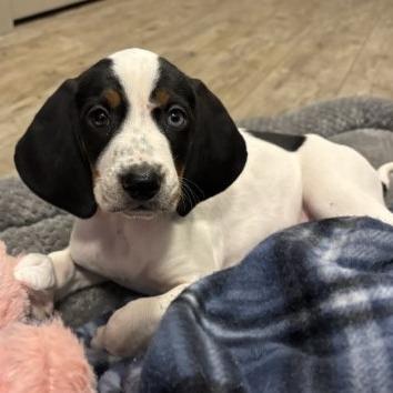 Alouatta(The Howlers), Adoptable, Puppy Female Treeing Walker Coonhound & Bluetick Coonhound.