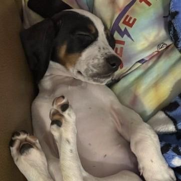 Enlarge Alouatta(The Howlers), a Adoptable mixed breed in Lenoir, NC image 2/6