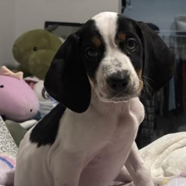 Enlarge Alouatta(The Howlers), a Adoptable mixed breed in Lenoir, NC image 3/6