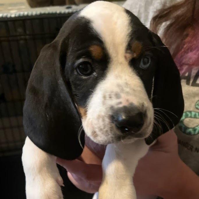 Enlarge Alouatta(The Howlers), a Adoptable mixed breed in Lenoir, NC image 5/6