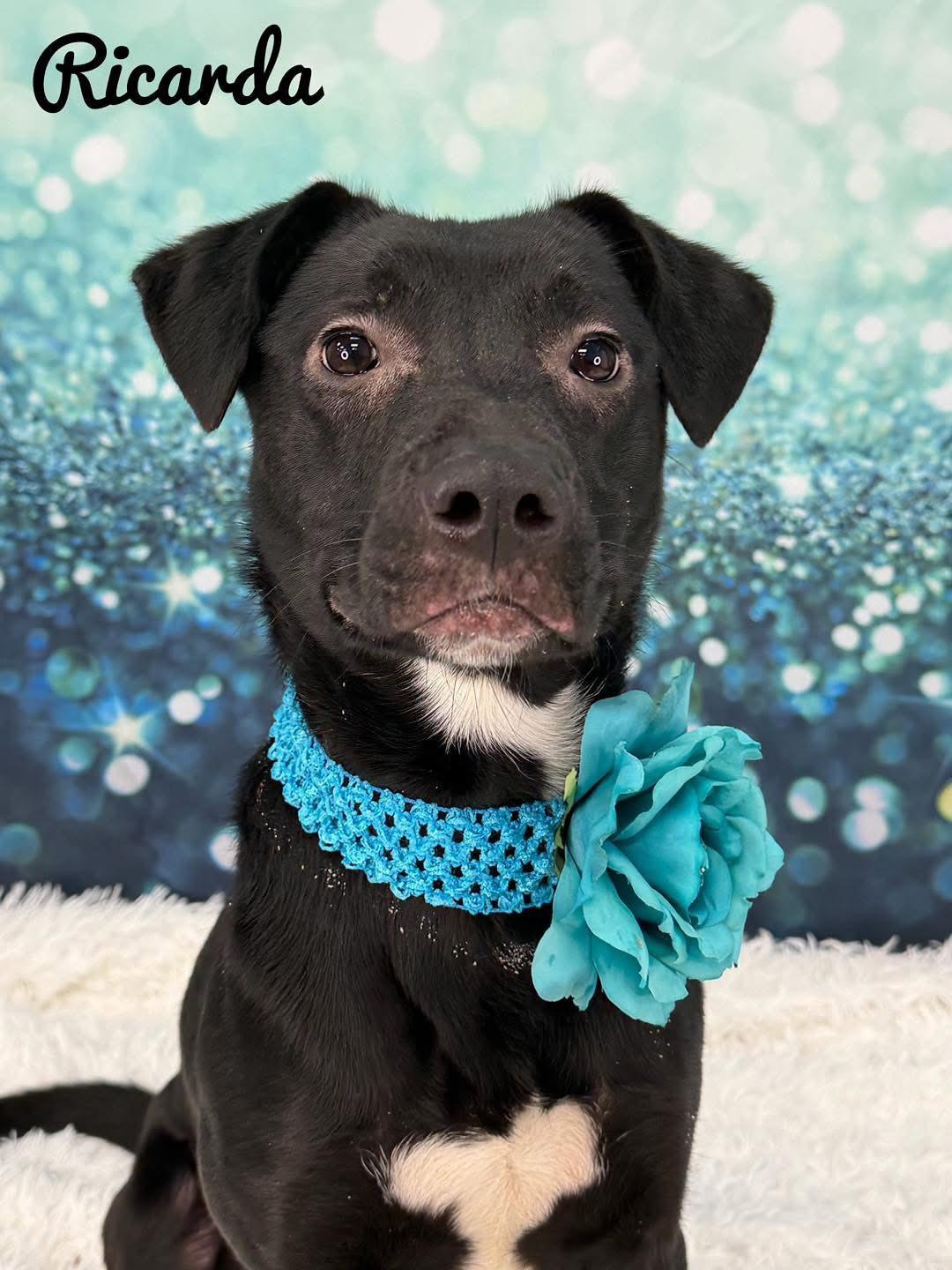 Ricarda, ADOPTABLE, Adult Female Mixed Breed.