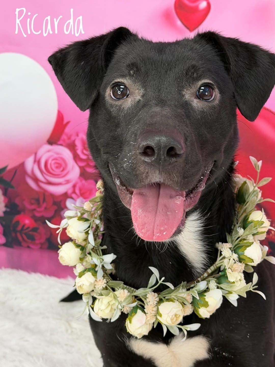 Enlarge Ricarda, an adopted Mixed Breed in Flint, MI image 1/3