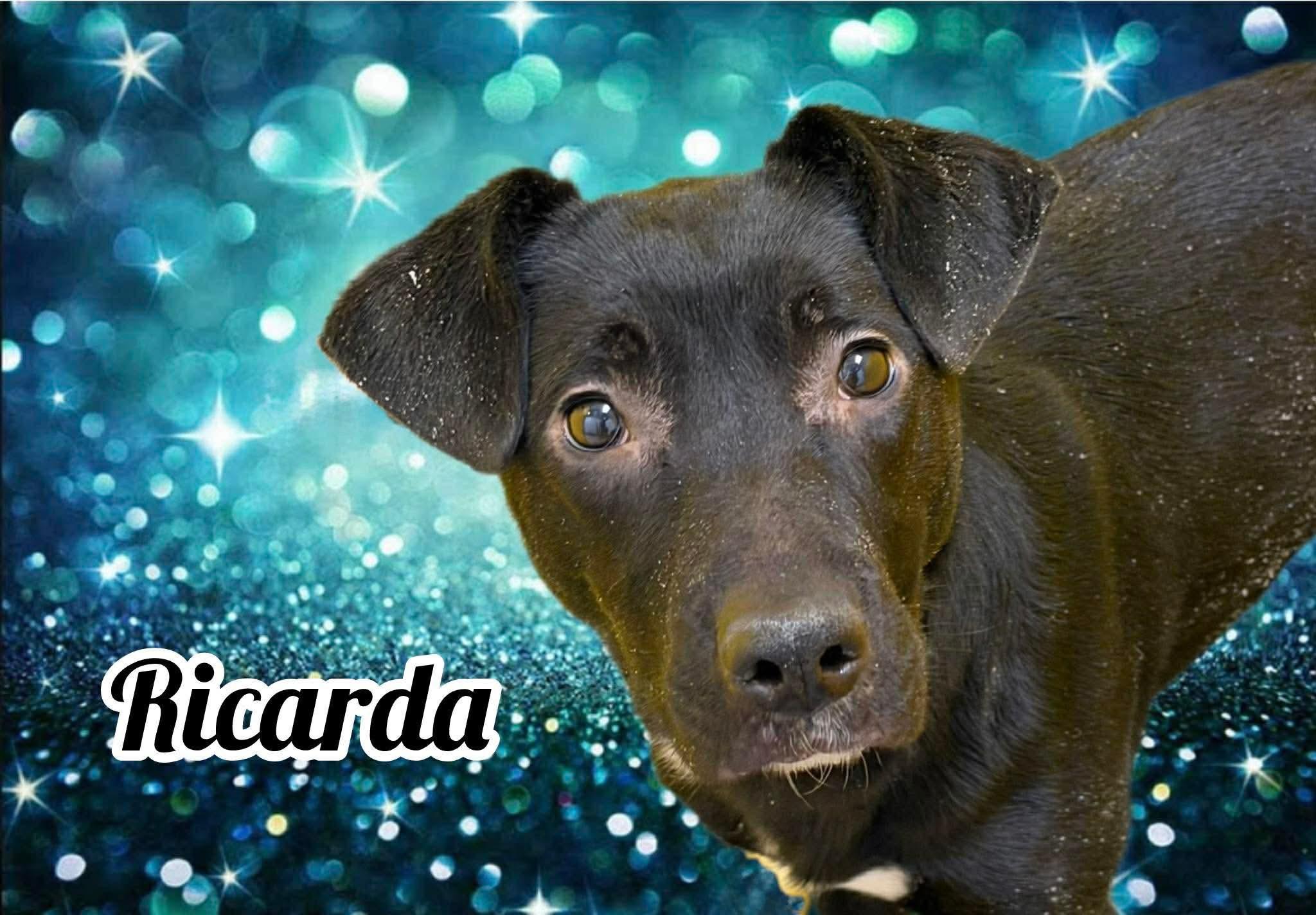 Enlarge Ricarda, an adopted Mixed Breed in Flint, MI image 3/3