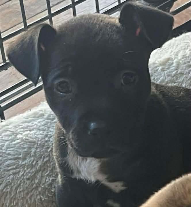 Enlarge Hannah, a Adoptable mixed breed in O'Fallon, MO image 4/4