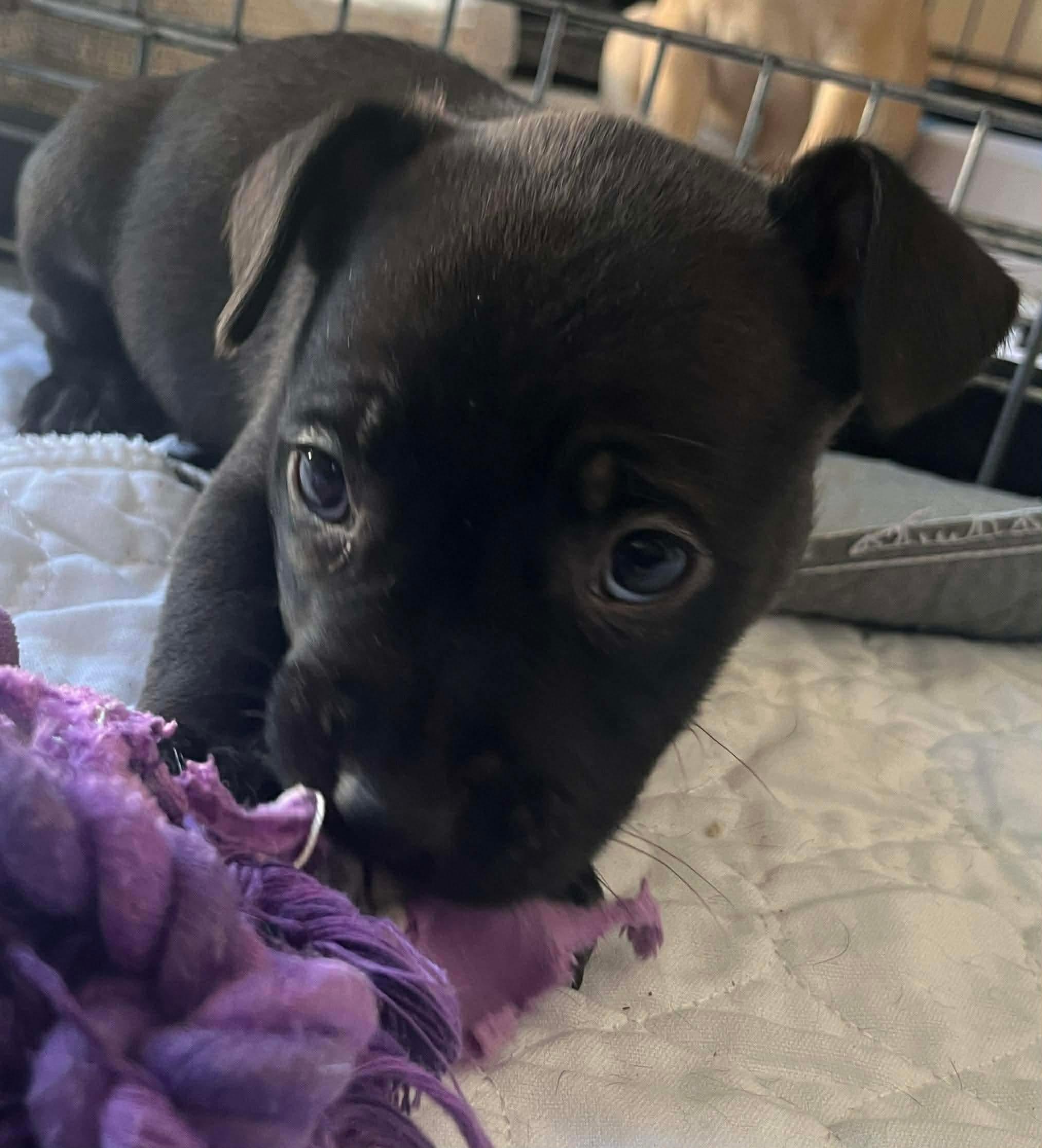 Enlarge Hannah, a Adoptable mixed breed in O'Fallon, MO image 2/4