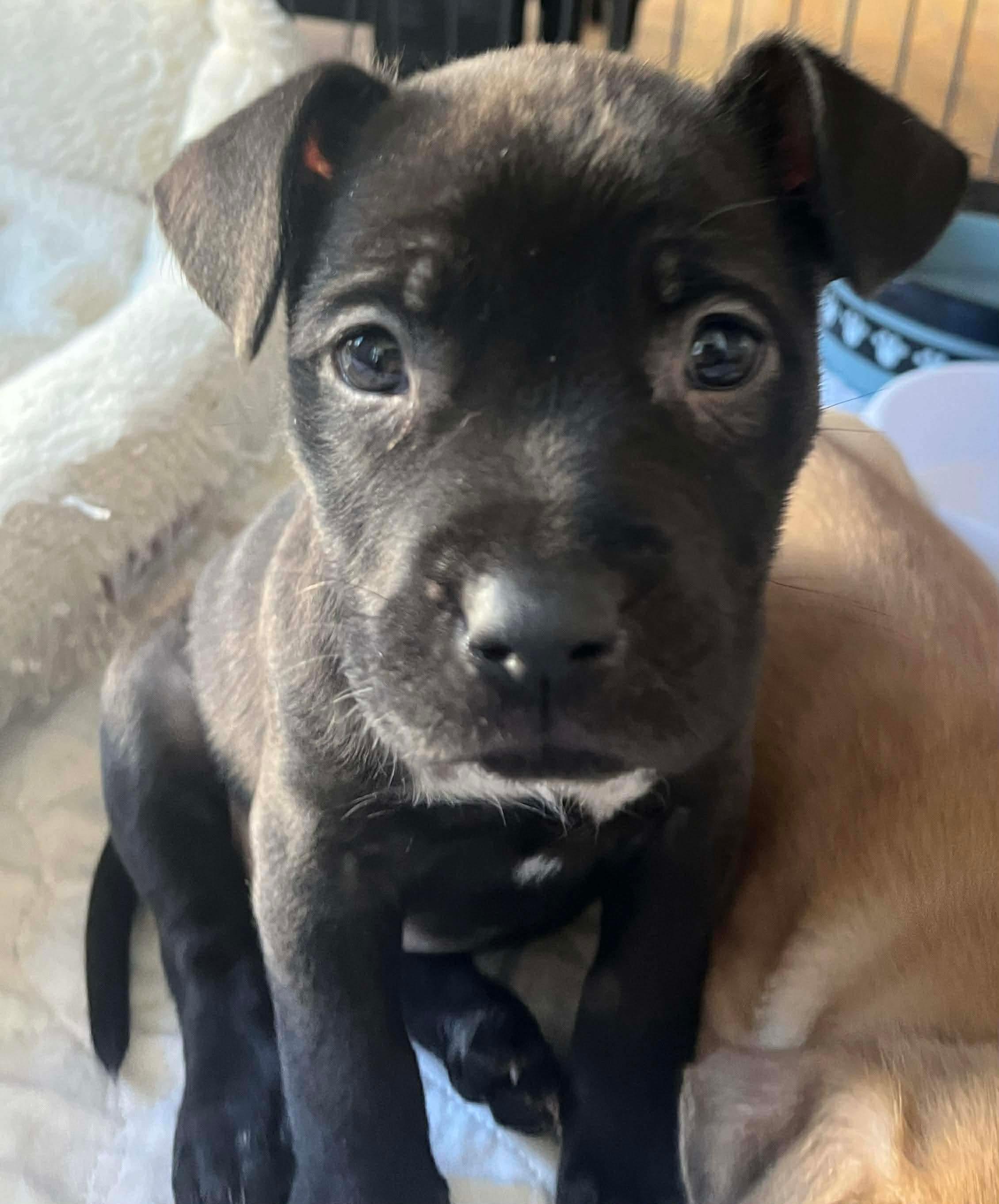 Hannah, Adoptable, Puppy Female Labrador Retriever & Pit Bull Terrier.