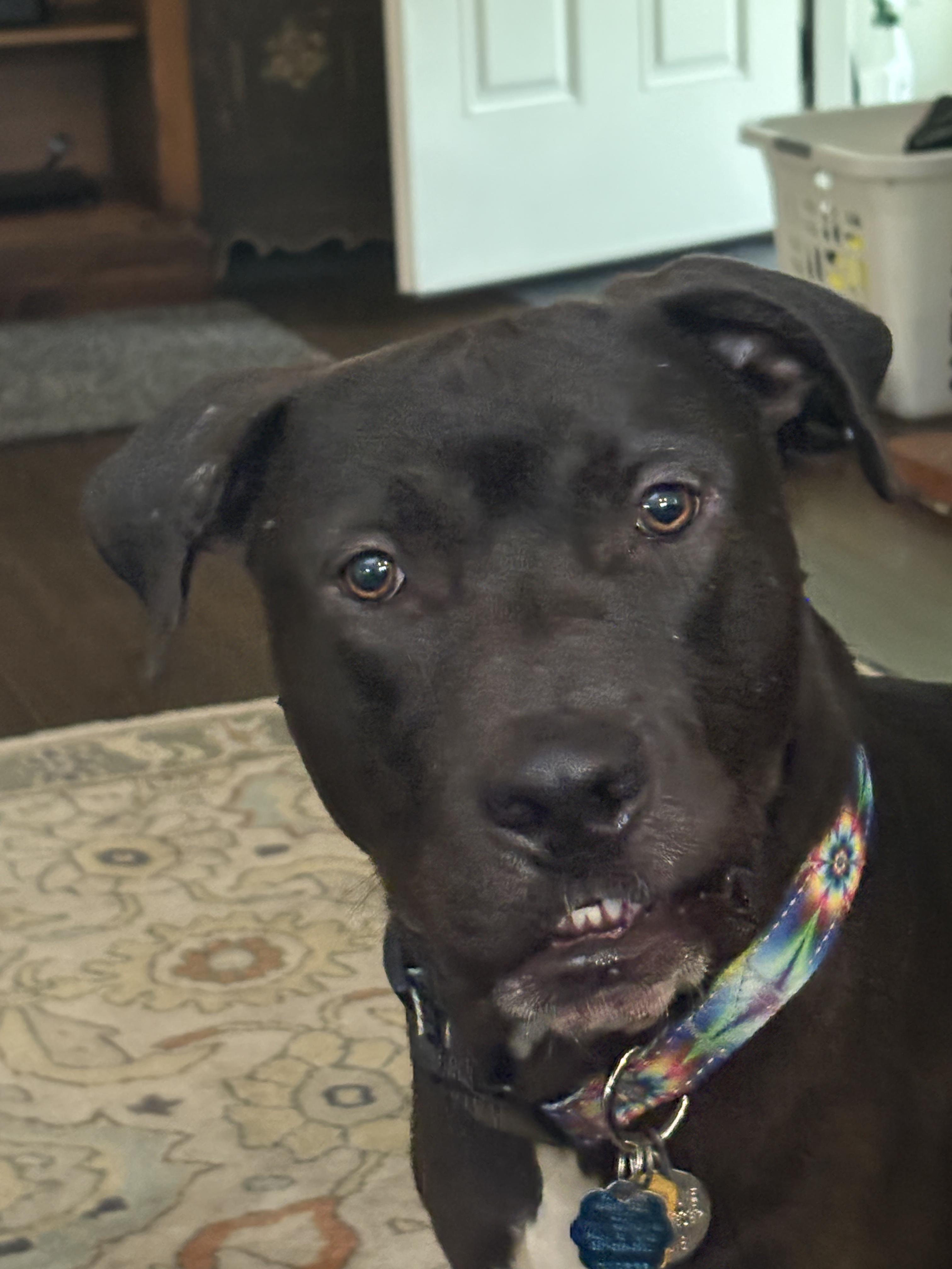 Gus, Adoptable, Adult Male Labrador Retriever & Boxer.