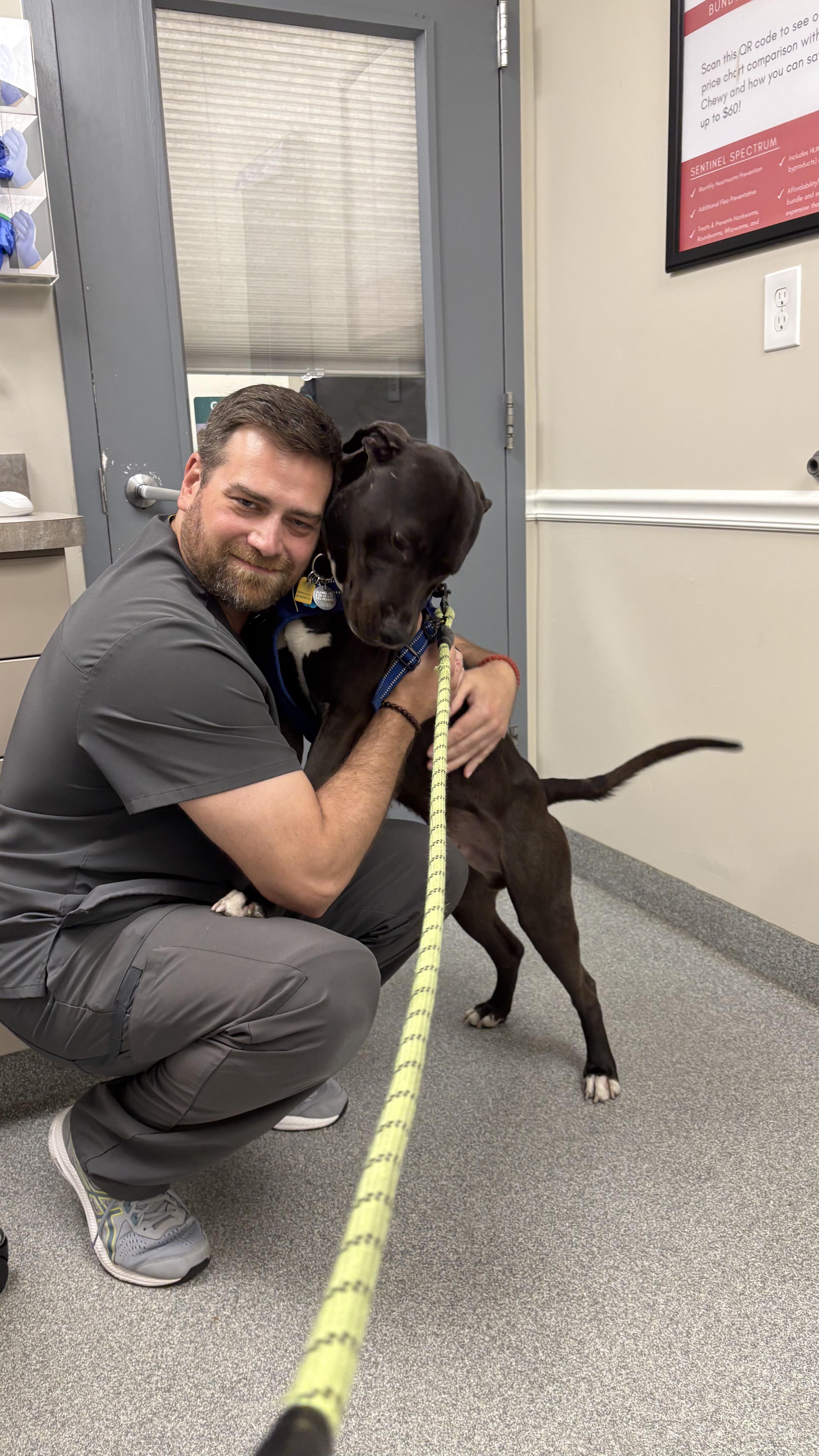 Enlarge Gus, a Adoptable mixed breed in Warrington, PA image 2/6