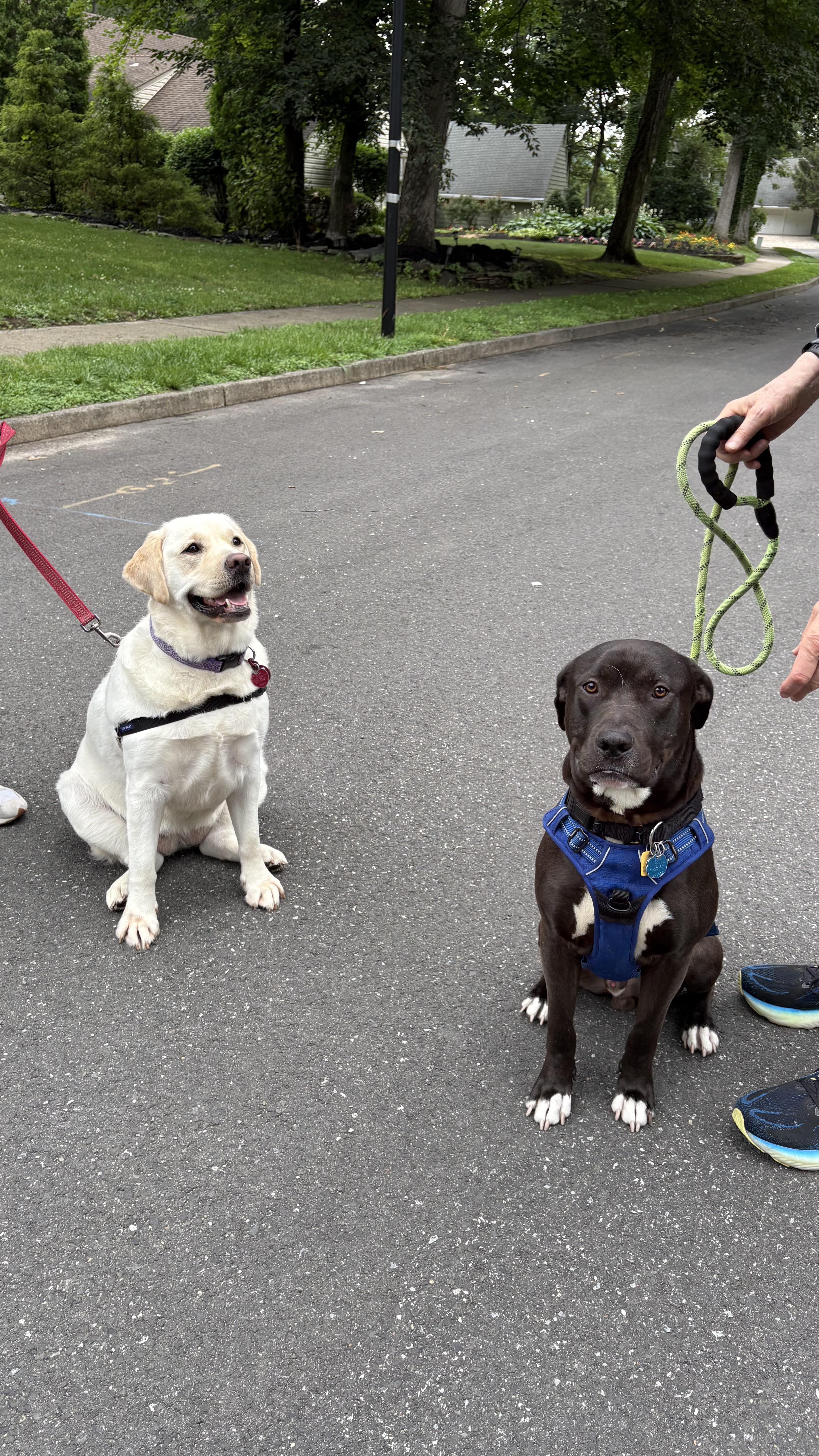 Enlarge Gus, a Adoptable mixed breed in Warrington, PA image 3/6
