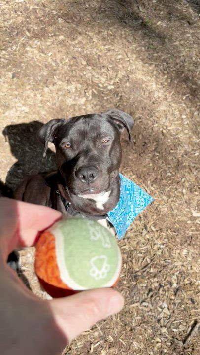 Enlarge Gus, a Adoptable mixed breed in Warrington, PA video 5/6