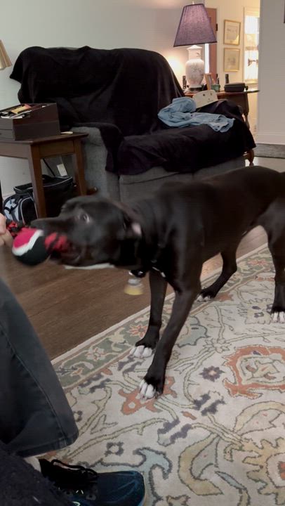 Enlarge Gus, a Adoptable mixed breed in Warrington, PA video 6/6