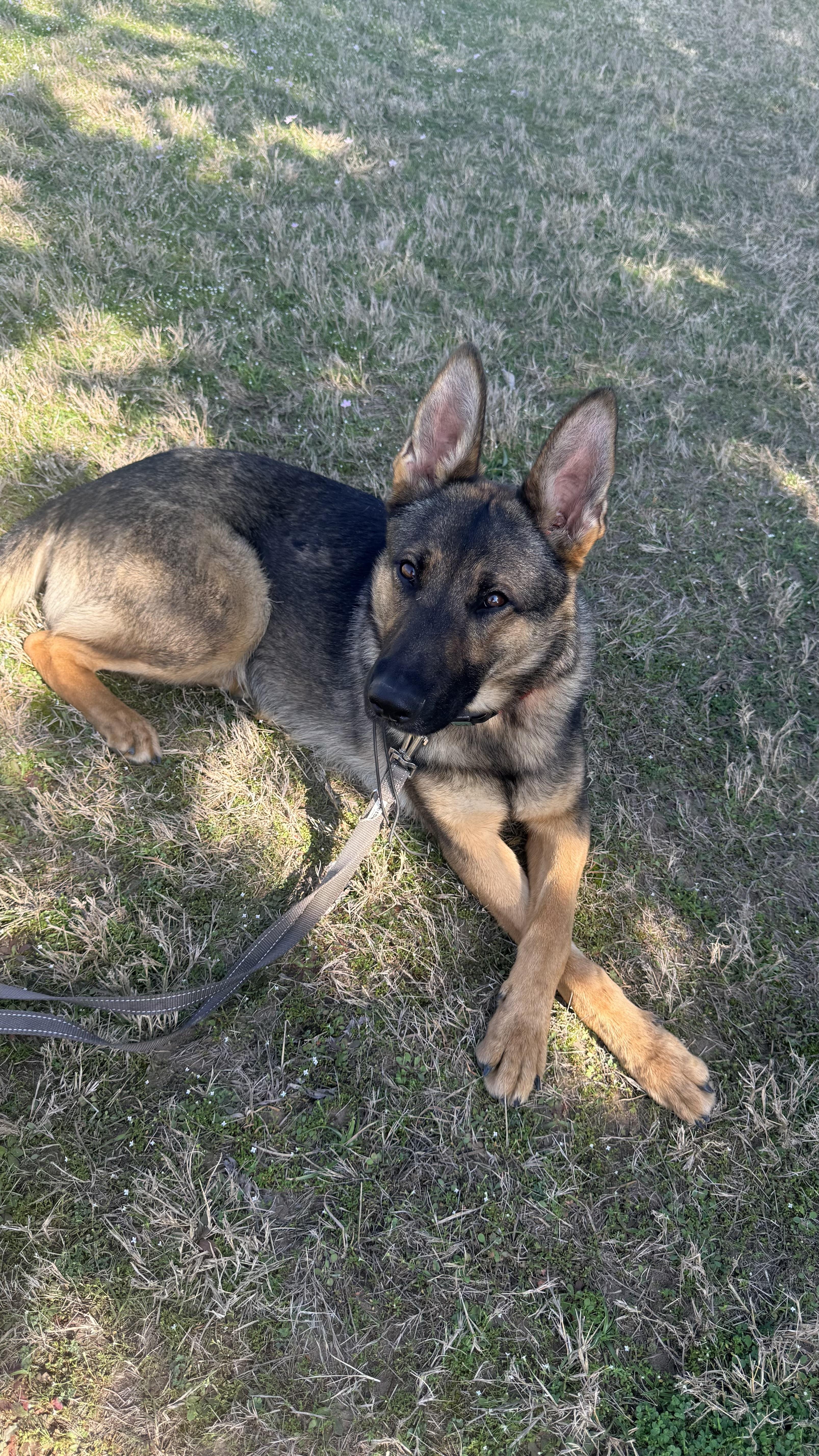 Enlarge Faye, a Adoptable German Shepherd Dog in Allentown,, PA image 2/5