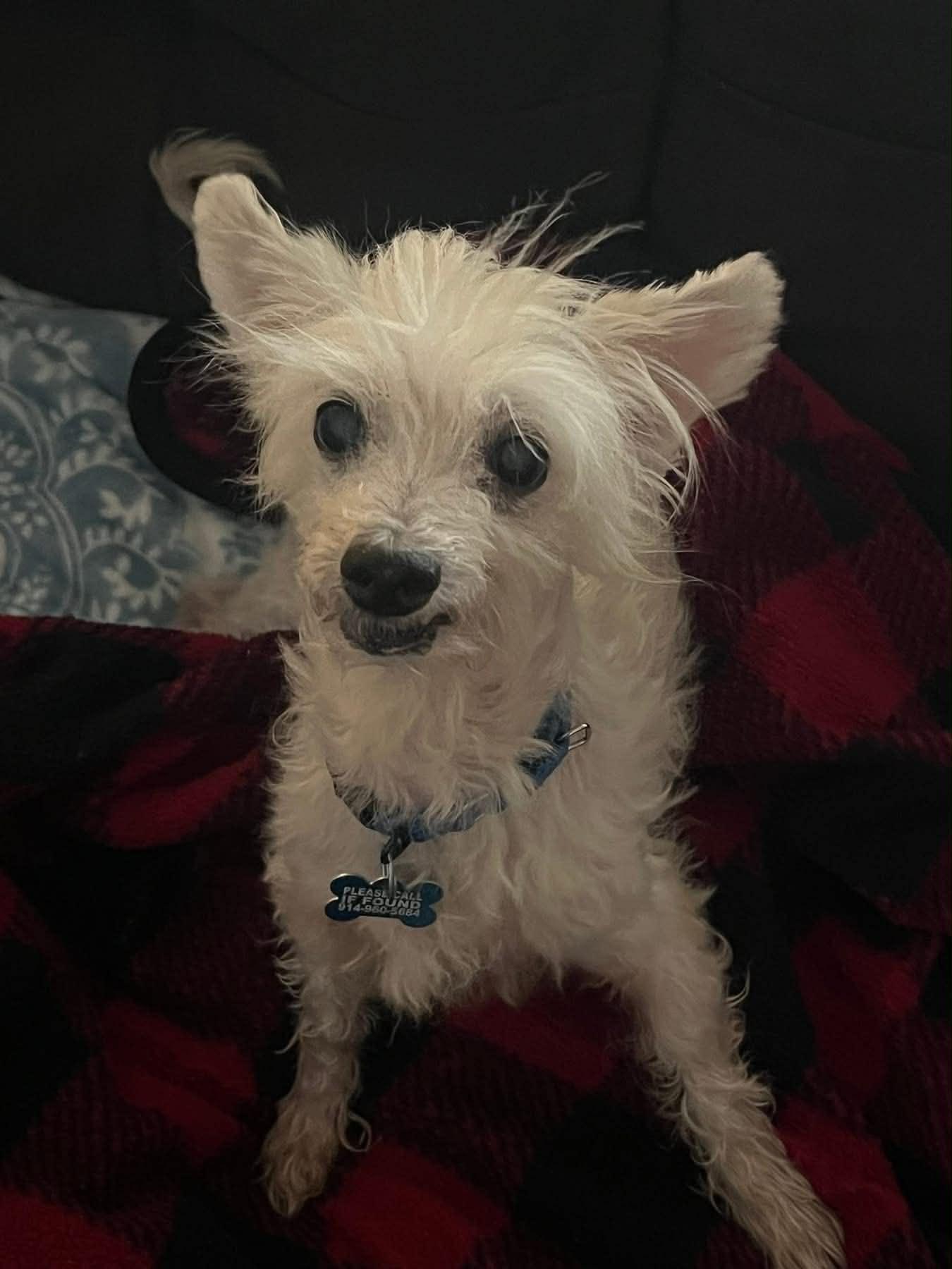 Pascal, an adopted mixed breed in Wappingers Falls, NY image 3/3