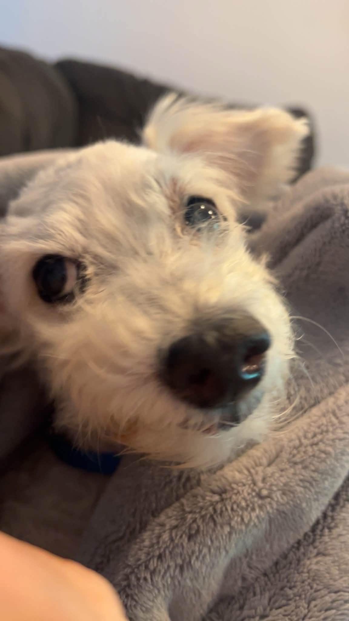 Pascal, an adopted mixed breed in Wappingers Falls, NY image 2/3