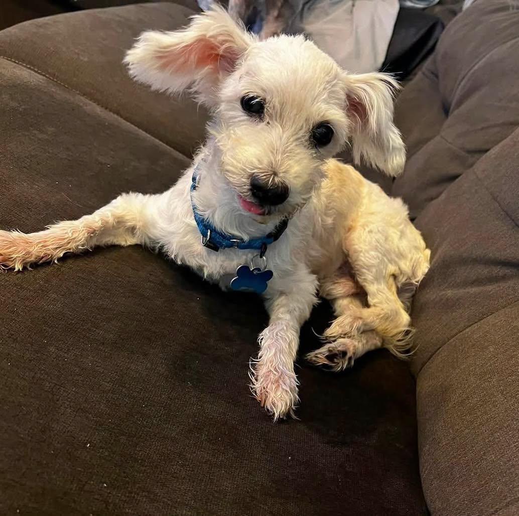 Pascal, adopted, Senior Male Maltese.