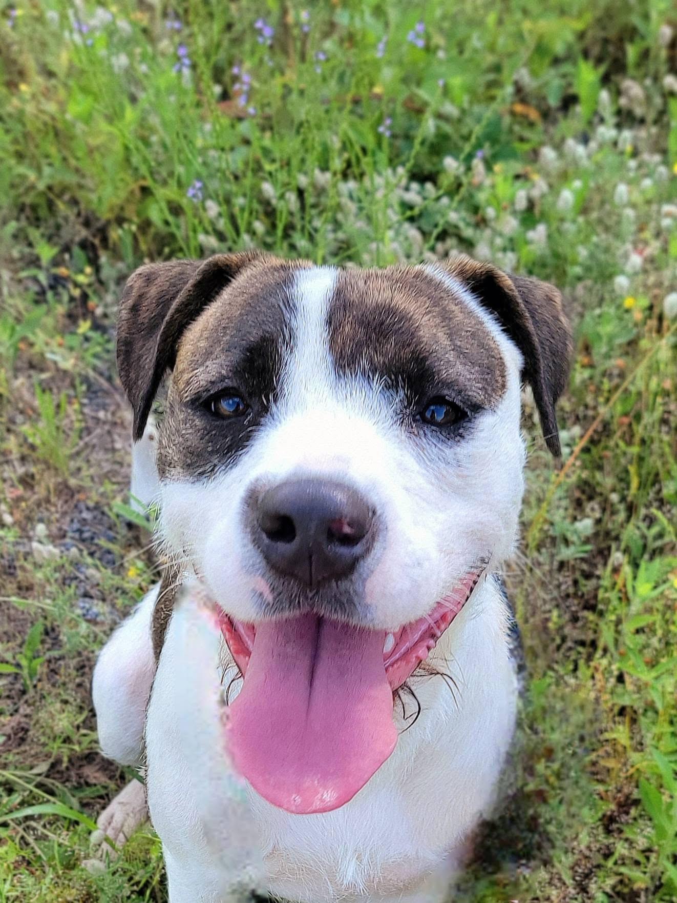 Whisper, Young Female Mixed Breed