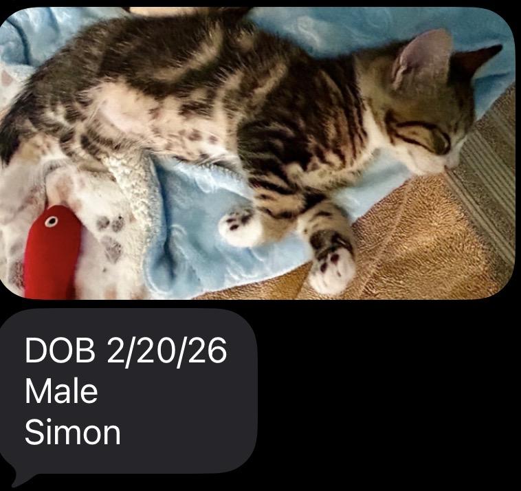 Enlarge Simon , a ADOPTABLE Domestic Short Hair in Spokane Valley, WA image 2/2