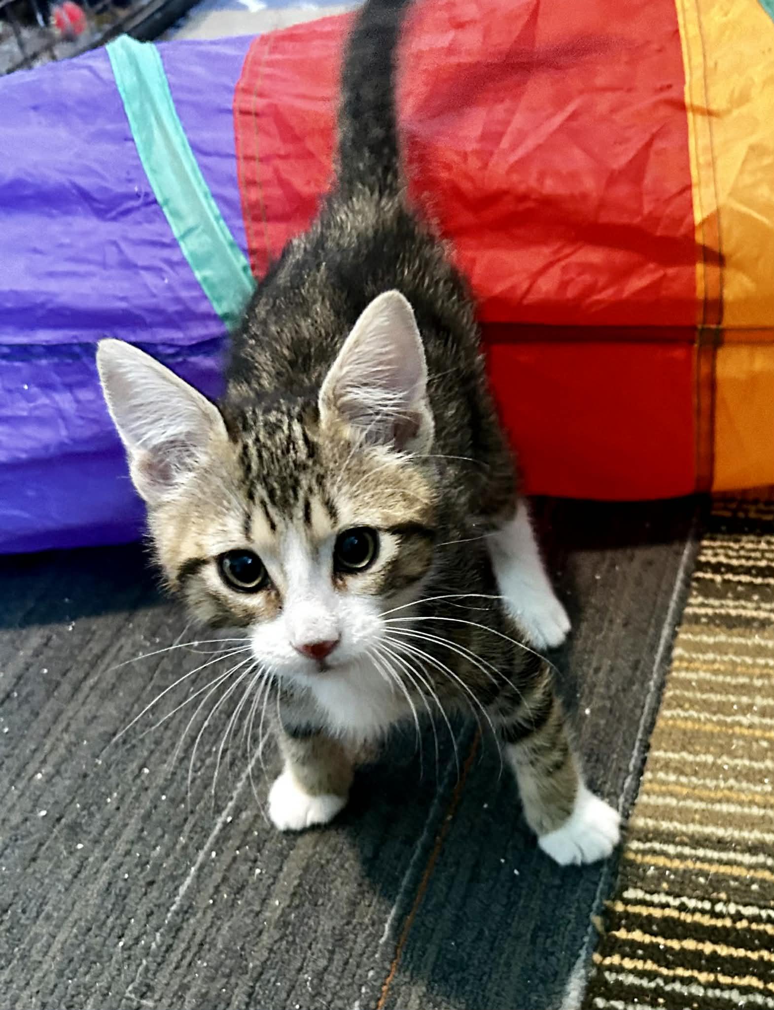 Simon , ADOPTABLE, Kitten Male Domestic Short Hair.