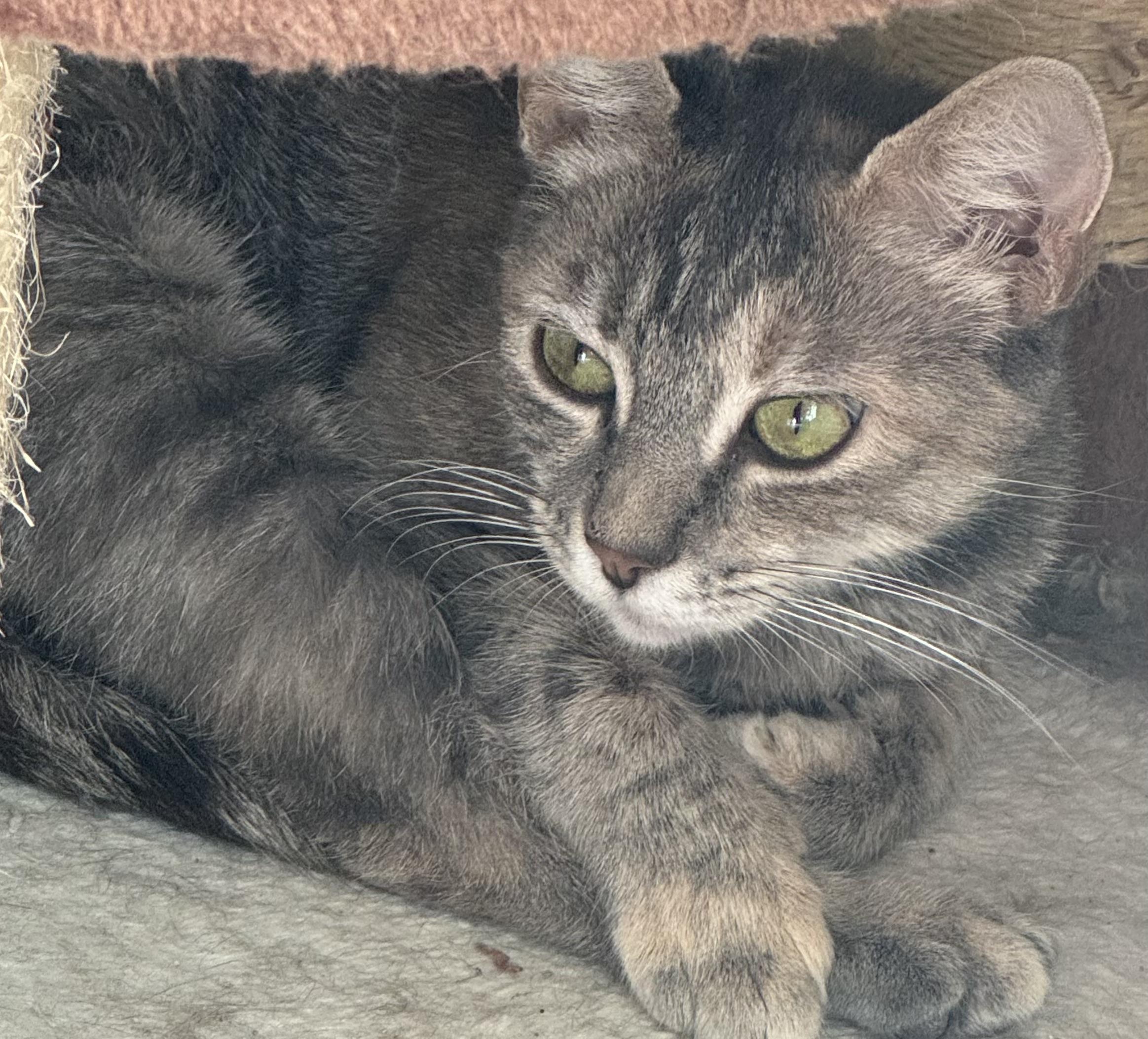 Winnie is a beautiful muted tortie She has raised six kittens and is ready for her own loving home