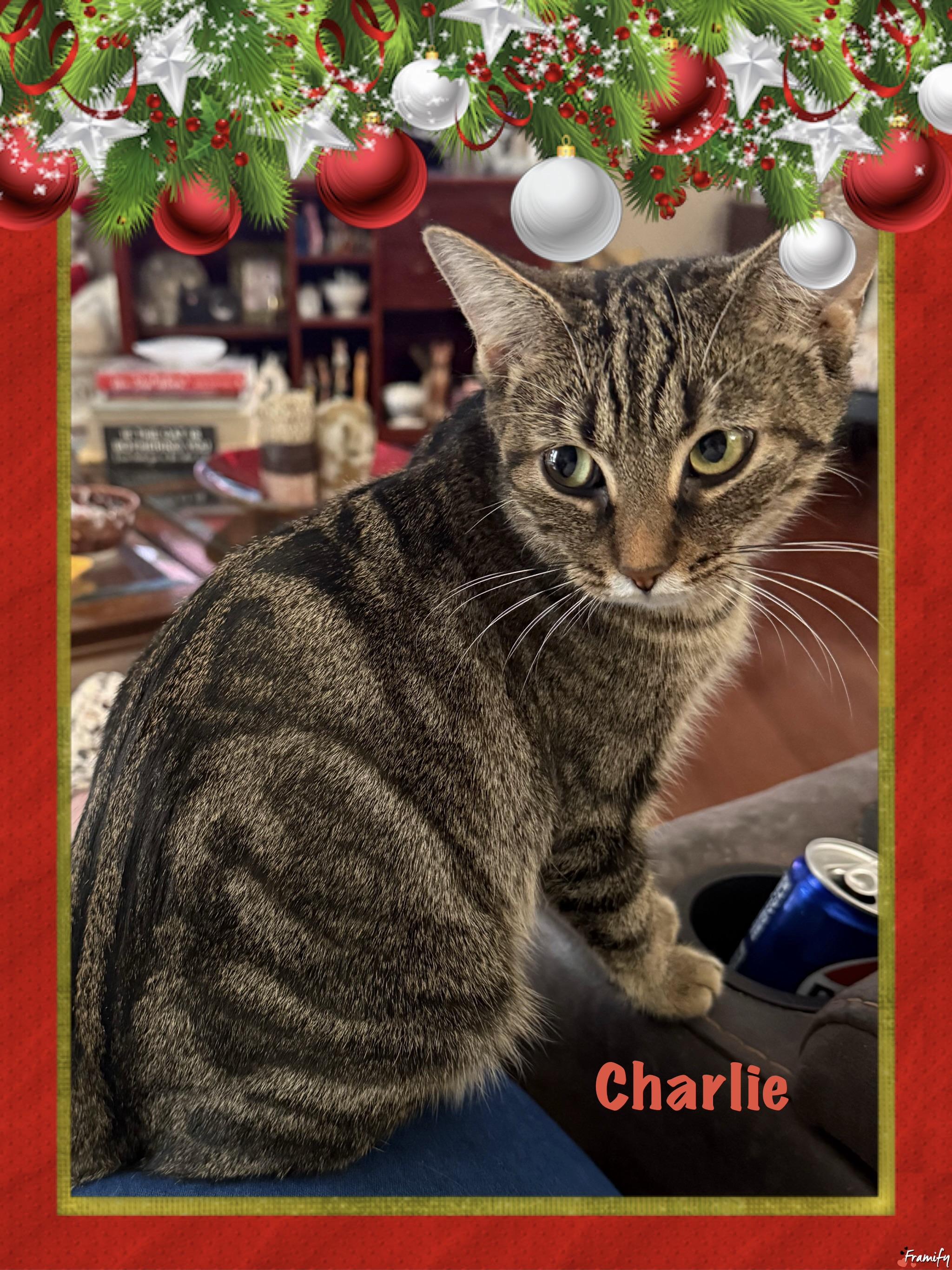 Charlie, Adoptable, Young Female Tortoiseshell.