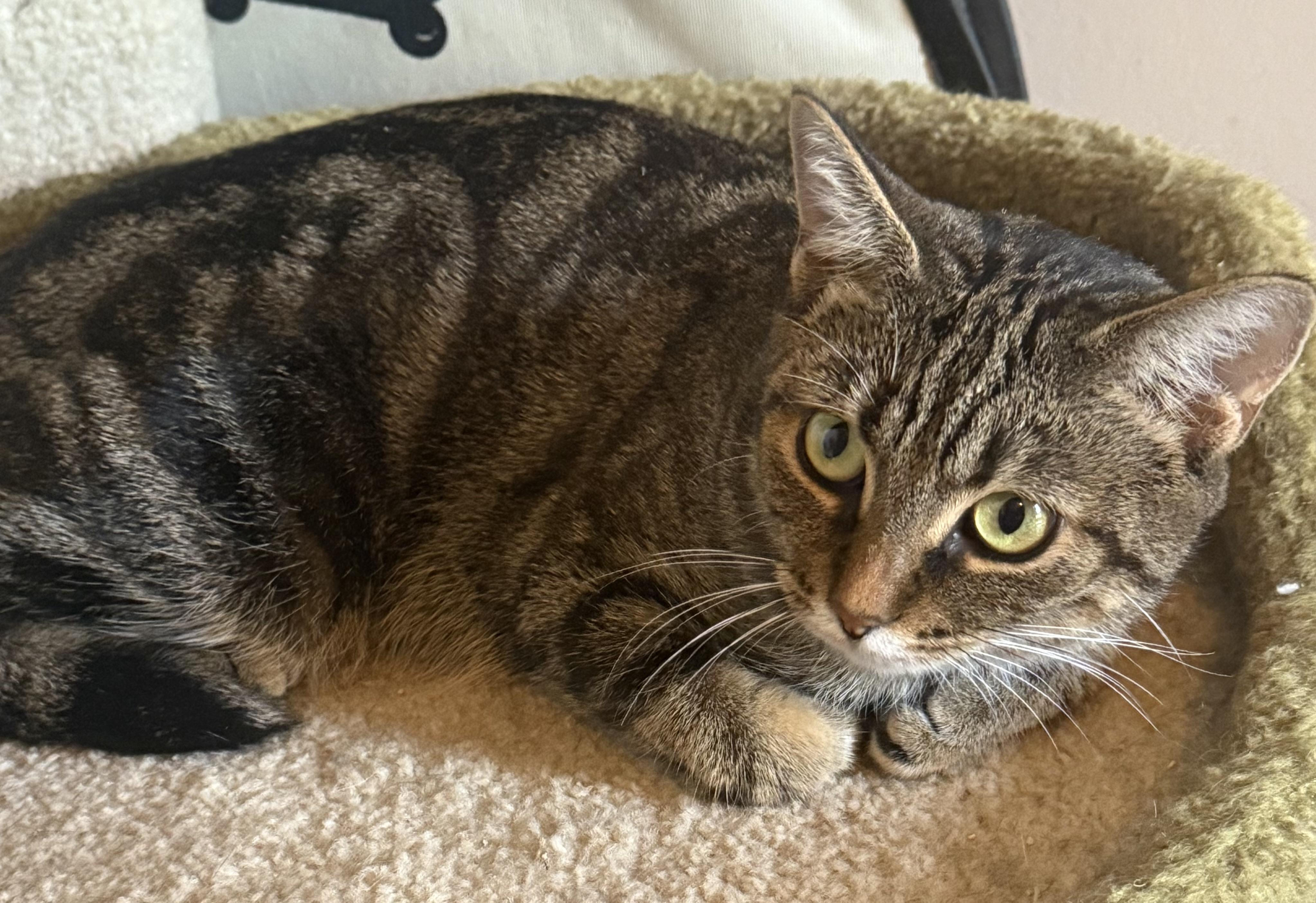 Charlie, Adoptable, Young Female Tortoiseshell.