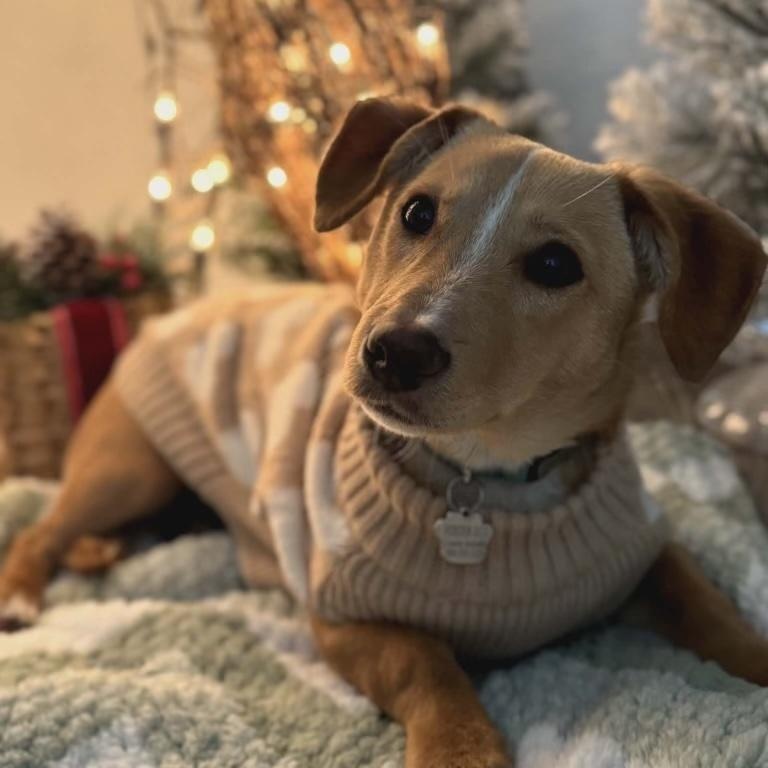 Enlarge Lucky, a ADOPTABLE mixed breed in Merced, CA image 1/5