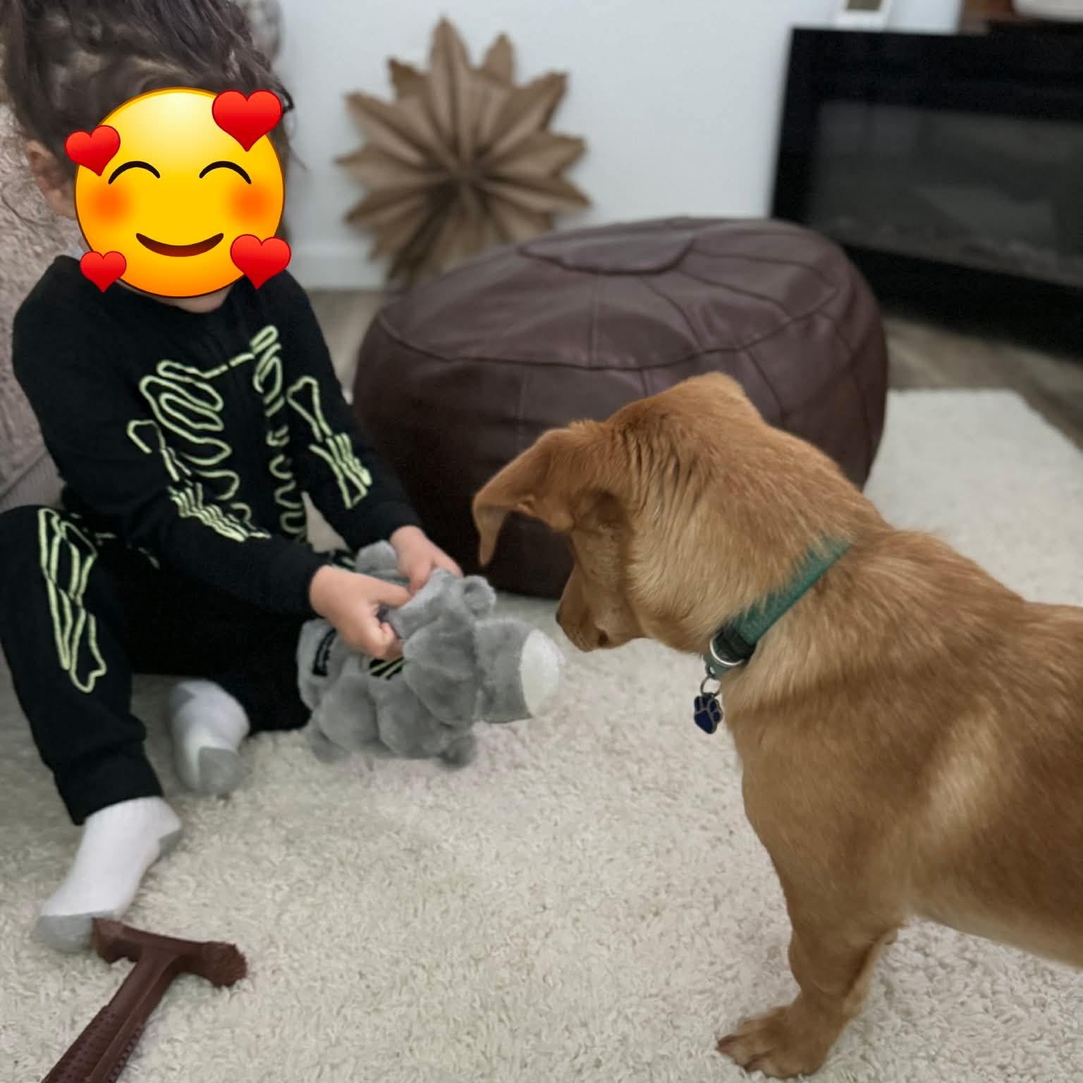 Enlarge Lucky, a ADOPTABLE mixed breed in Merced, CA image 3/5