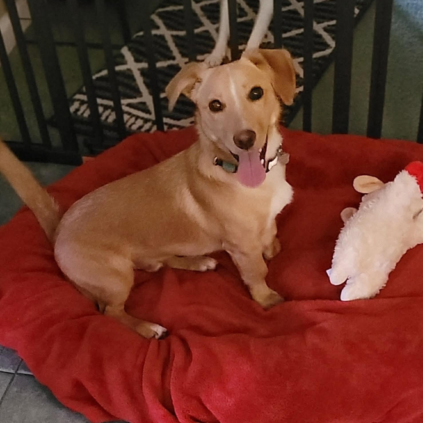 Enlarge Lucky, a ADOPTABLE mixed breed in Merced, CA image 4/5