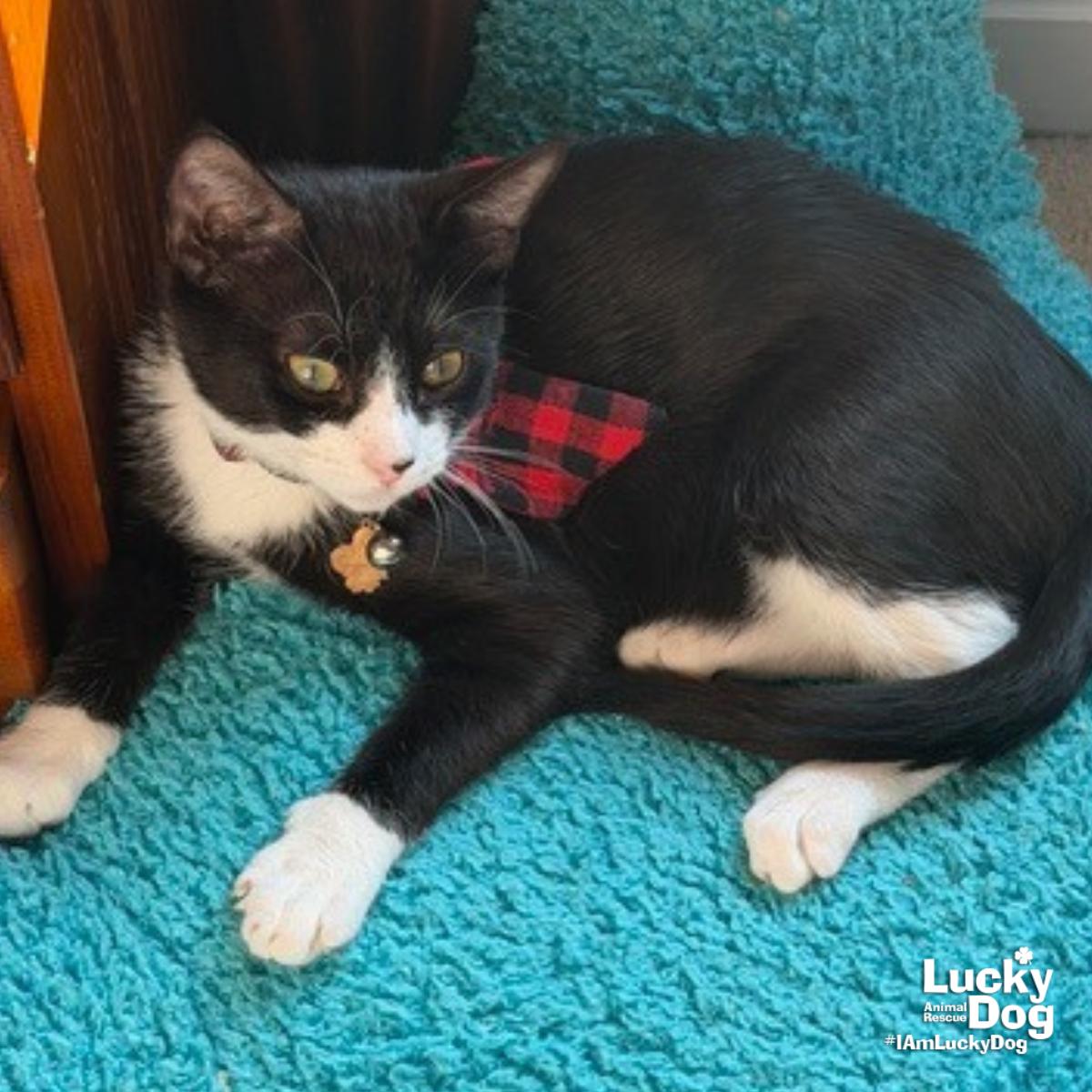 Enlarge Mystery, a Adoptable Domestic Short Hair in Washington, DC image 1/3