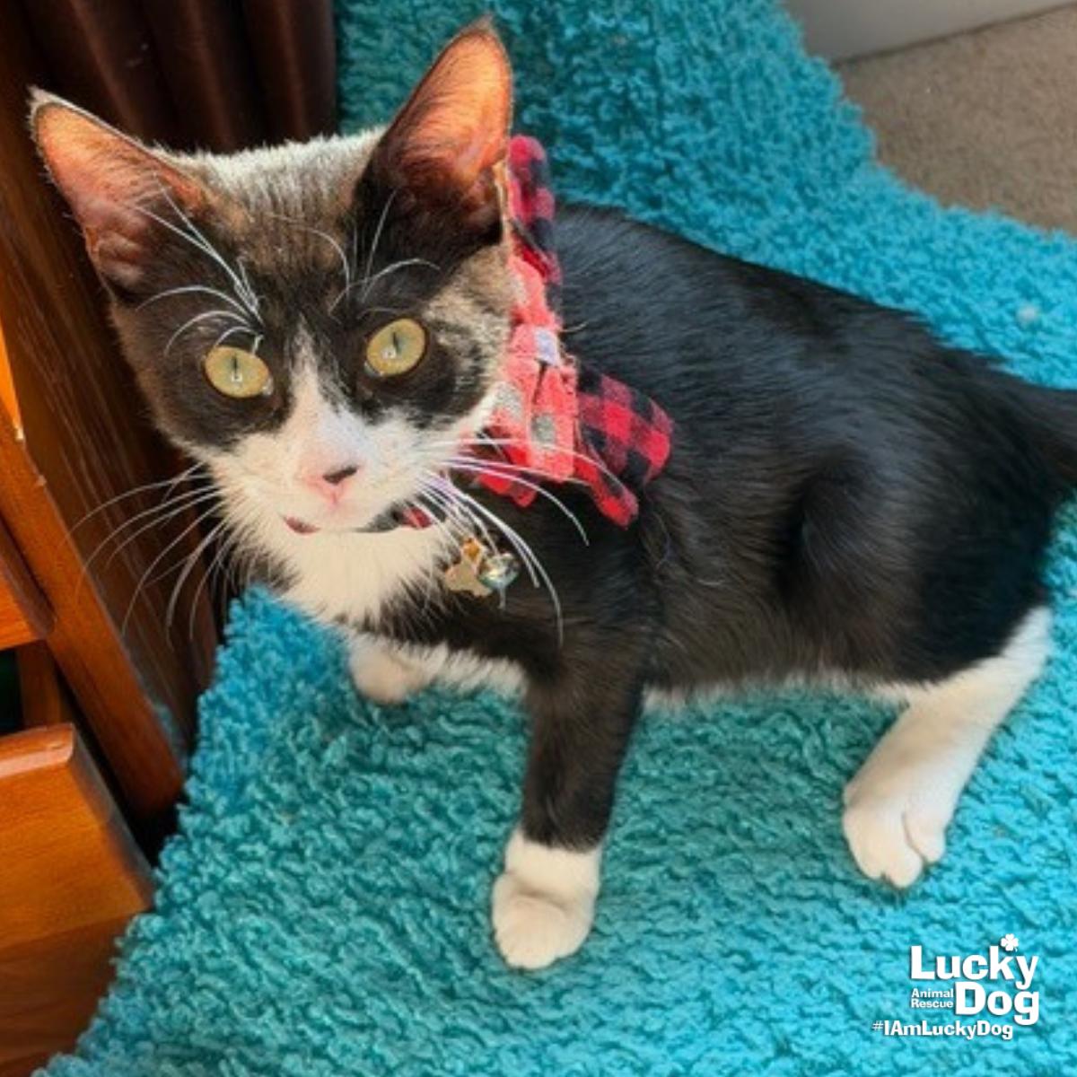 Enlarge Mystery, a Adoptable Domestic Short Hair in Washington, DC image 2/3