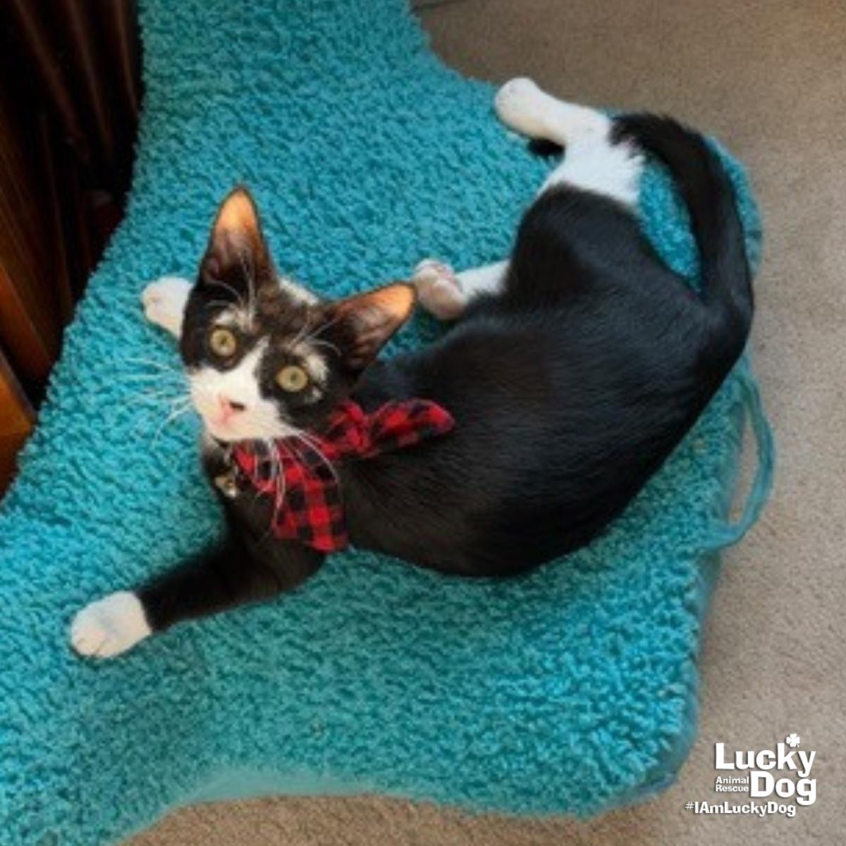 Enlarge Mystery, a Adoptable Domestic Short Hair in Washington, DC image 3/3