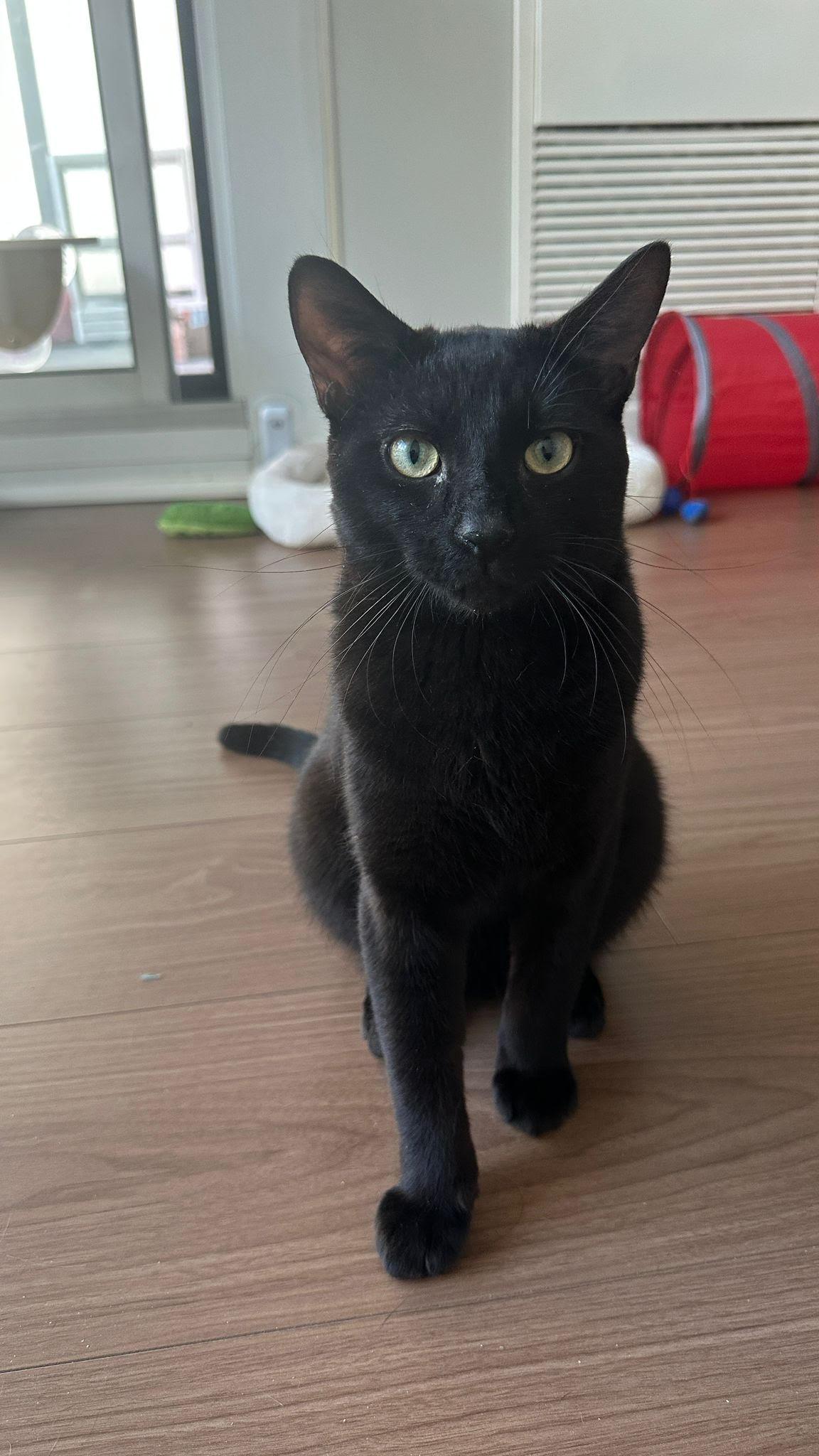 Enlarge Panther, a Adoptable mixed breed in Scarborough, ON image 3/4