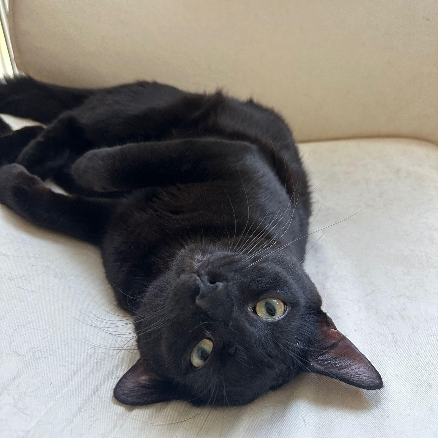 Enlarge Panther, a Adoptable mixed breed in Scarborough, ON image 1/4