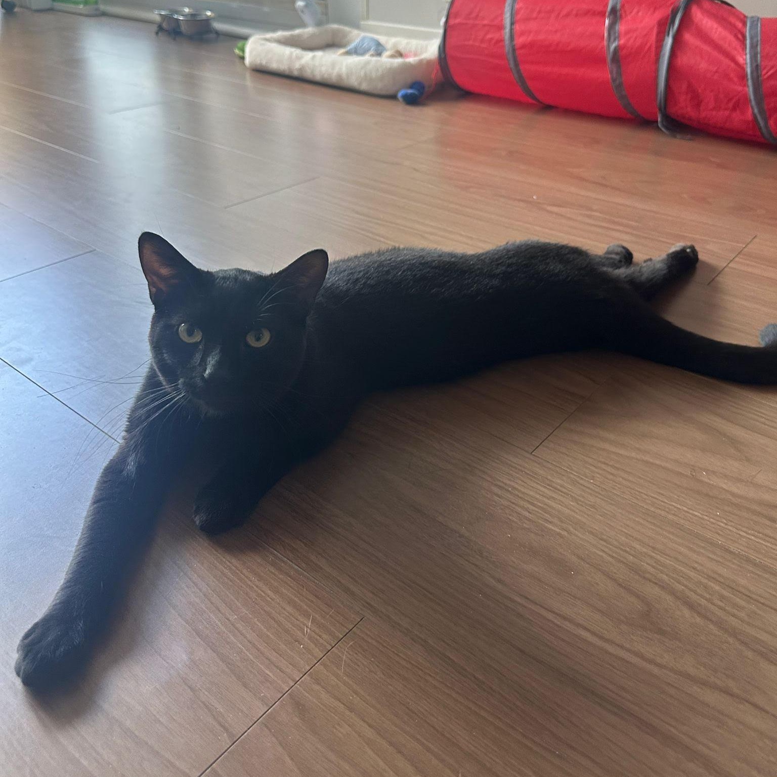 Enlarge Panther, a Adoptable mixed breed in Scarborough, ON image 4/4