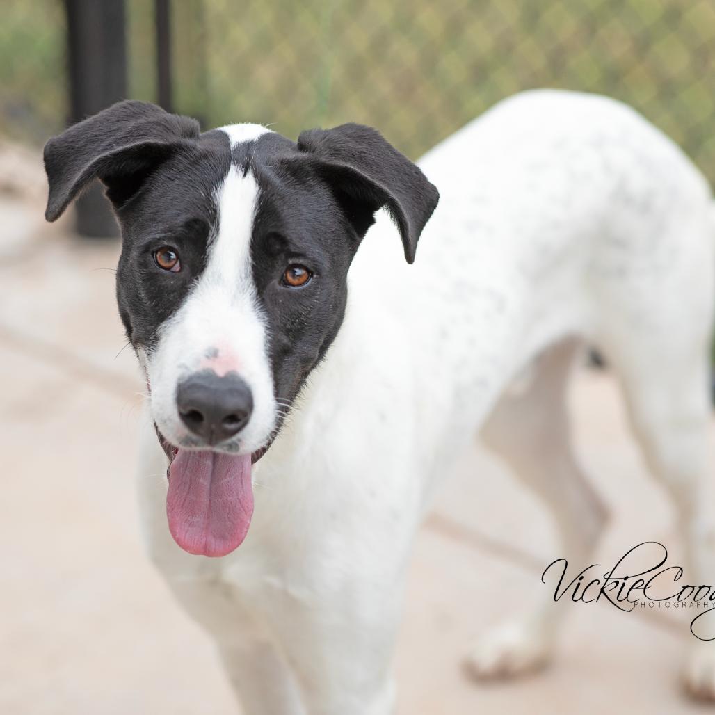 Kendrick, Adoptable, Adult Male Mixed Breed.