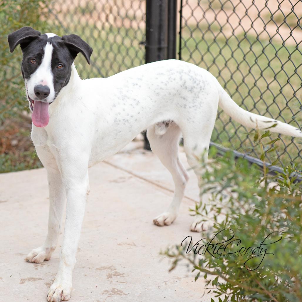 Enlarge Kendrick, a Adoptable Mixed Breed in Abilene, TX image 2/5