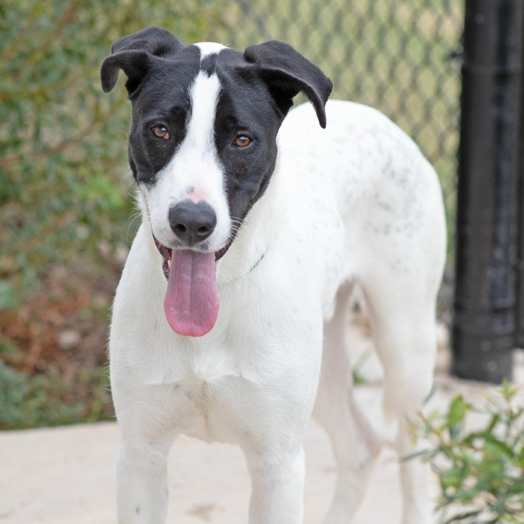 Enlarge Kendrick, a Adoptable Mixed Breed in Abilene, TX image 3/5