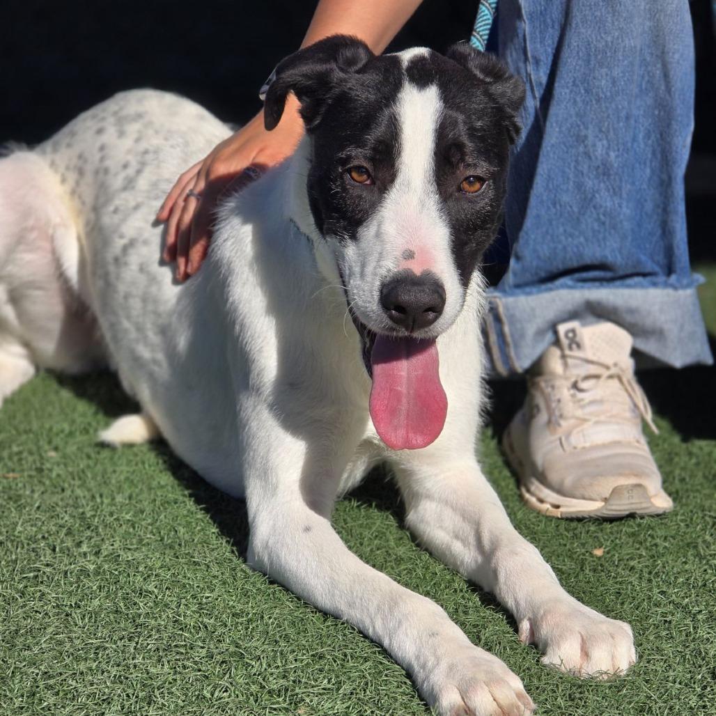 Enlarge Kendrick, a Adoptable Mixed Breed in Abilene, TX image 4/6