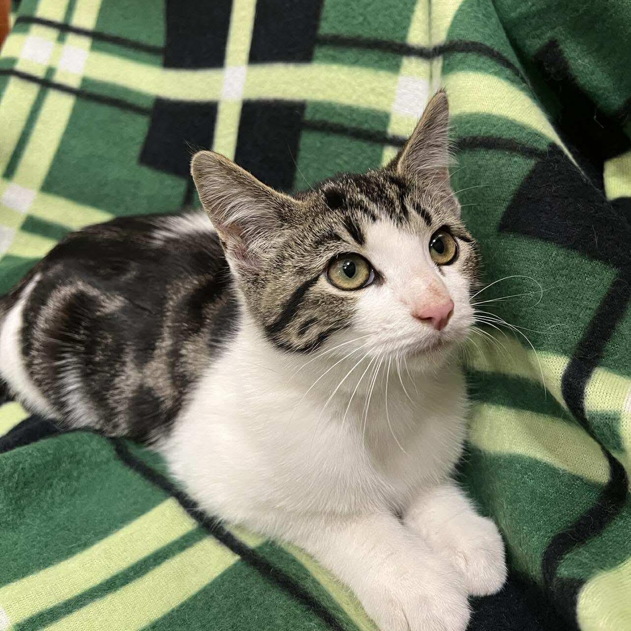 Rowena, Adoptable, Young Female Domestic Short Hair.