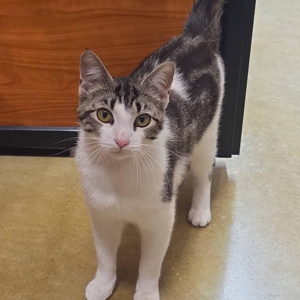 Rowena, an adoptable Domestic Short Hair in Memphis, TN image 6/6