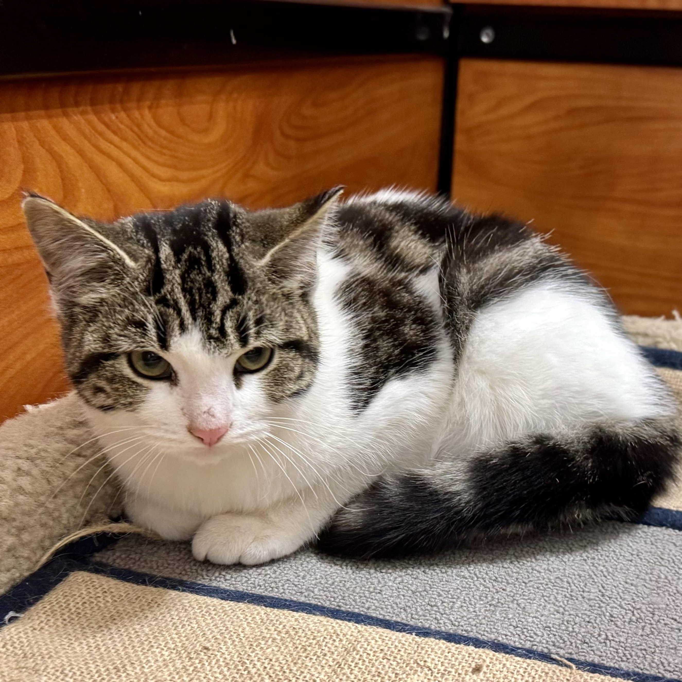 Enlarge Rowena, a Adoptable Domestic Short Hair in Memphis, TN image 2/4