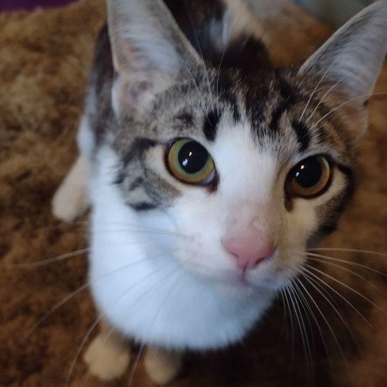 Rowena, an adoptable Domestic Short Hair in Memphis, TN image 6/6