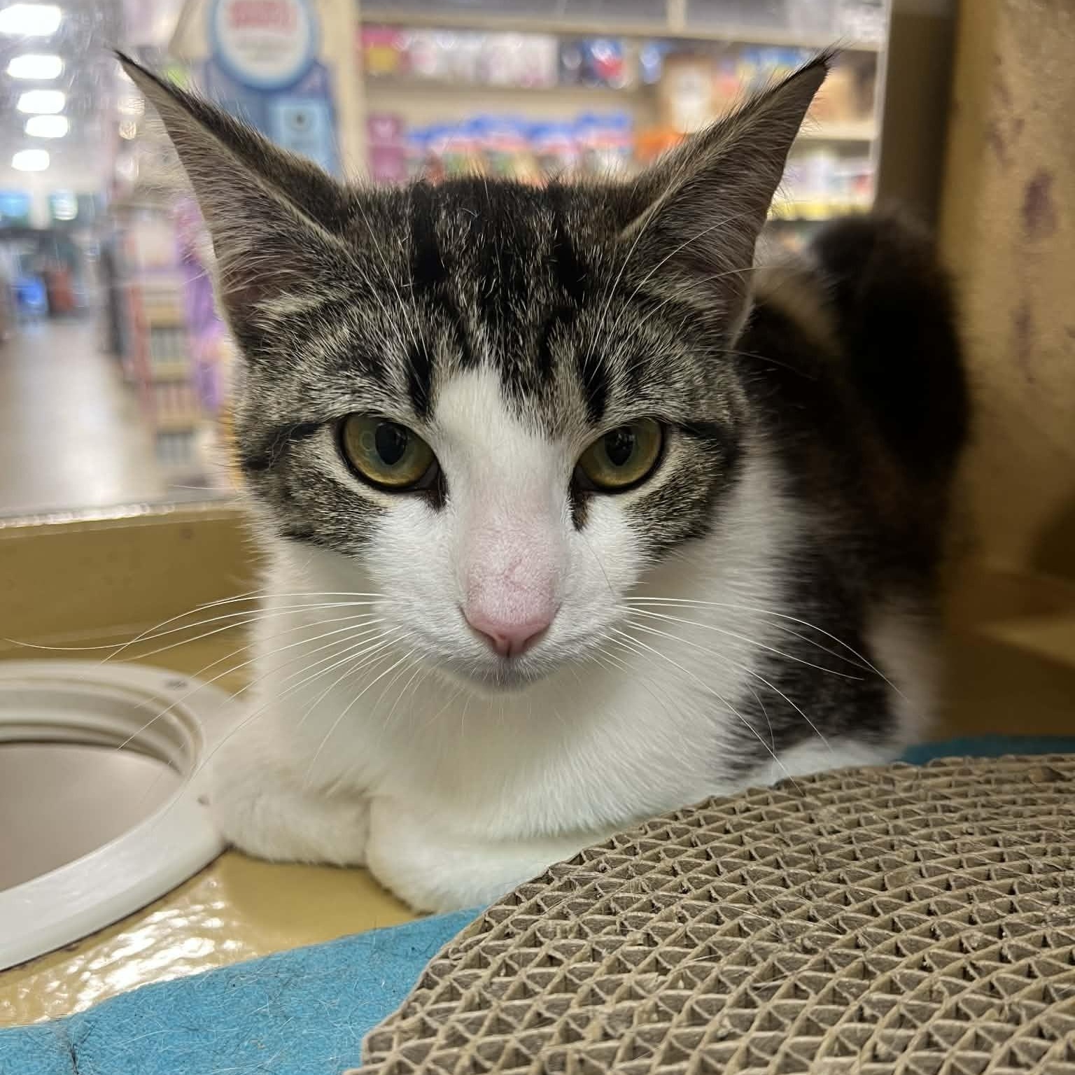 Enlarge Rowena, an adoptable Domestic Short Hair in Memphis, TN image 4/6