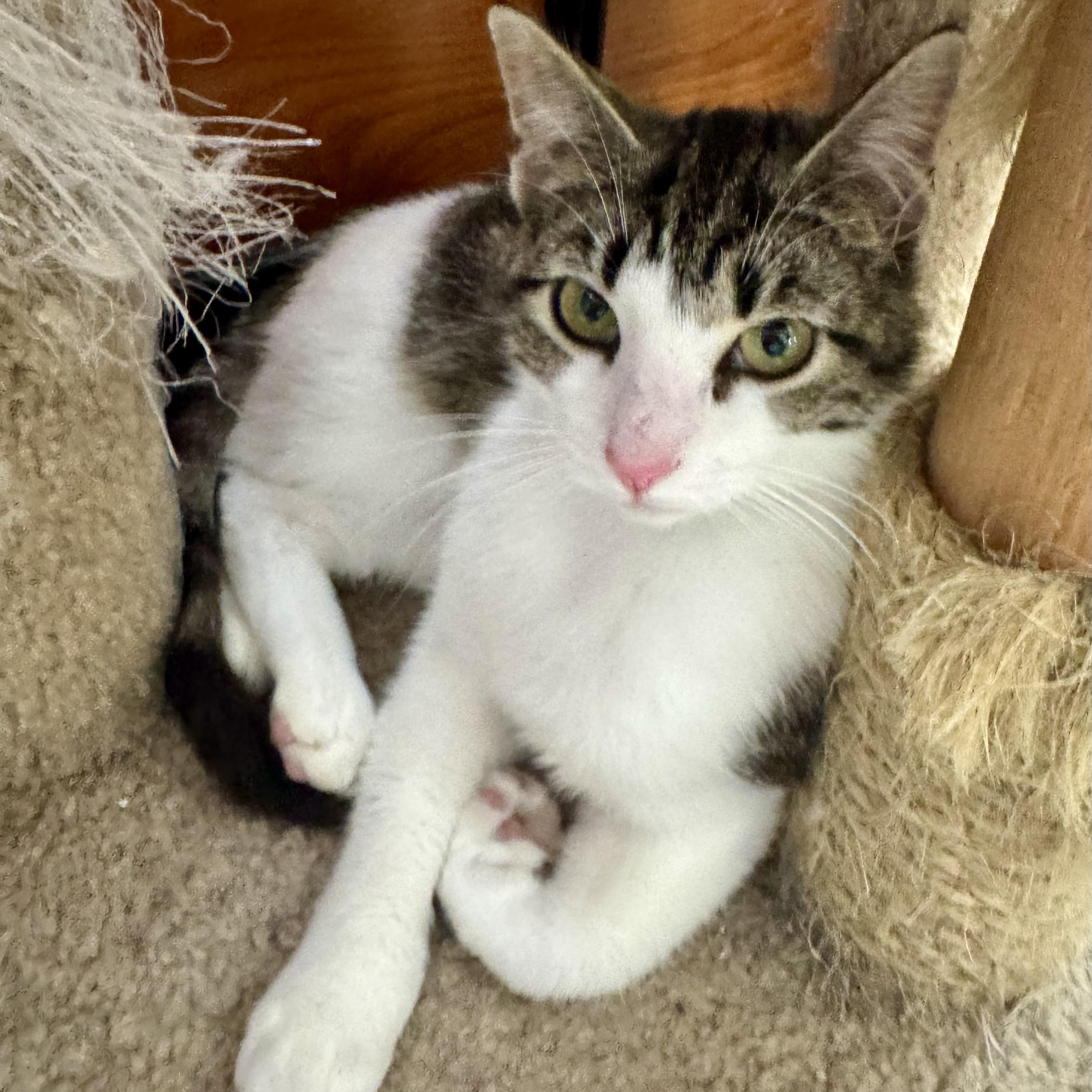 Rowena, adoptable, Young Female Domestic Short Hair.
