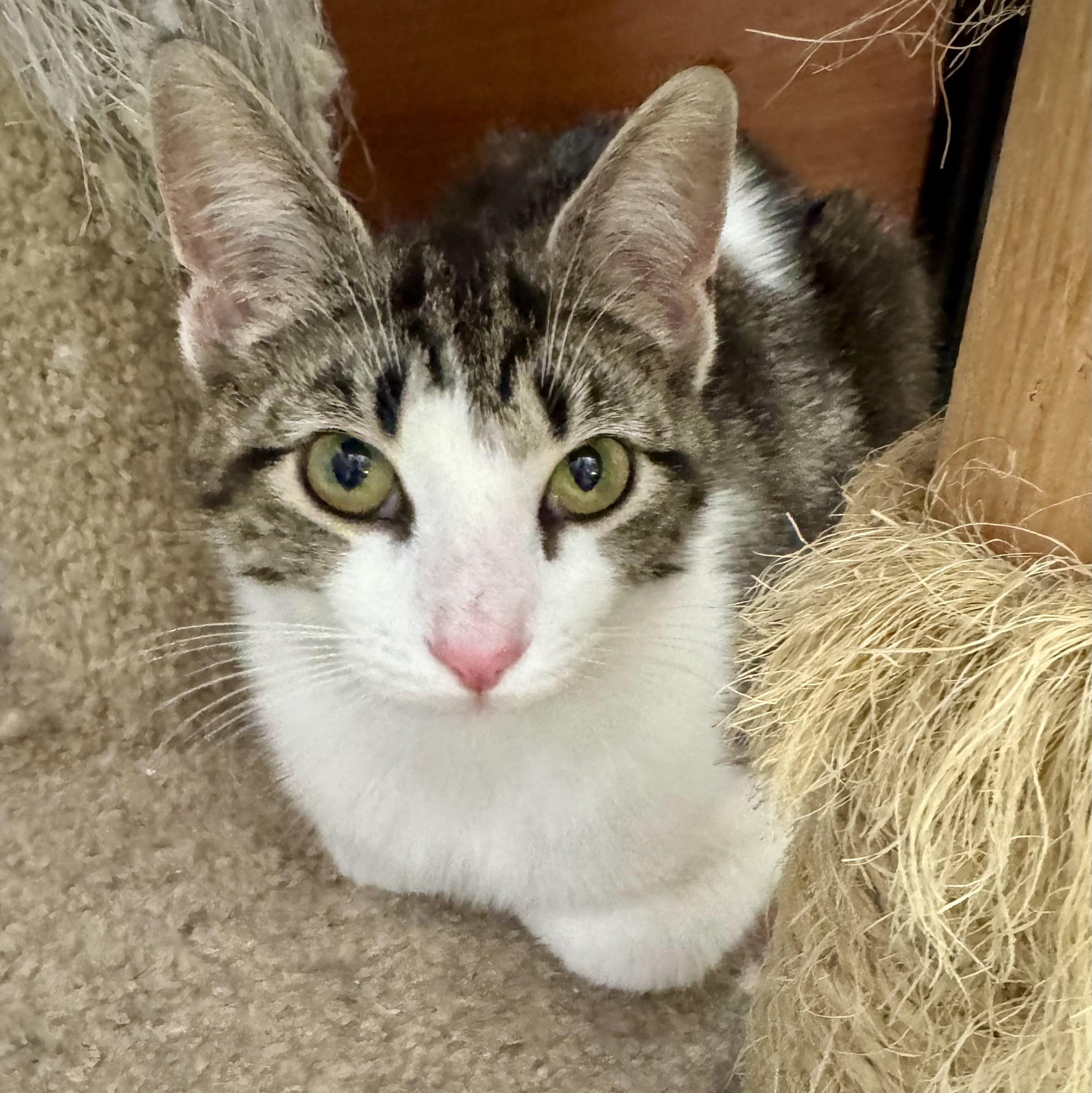 Enlarge Rowena, an adoptable Domestic Short Hair in Memphis, TN image 2/6