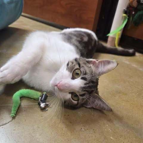 Rowena, adoptable, Young Female Domestic Short Hair.